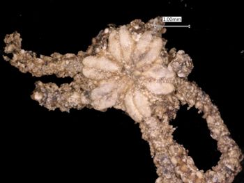 Media type: image; Invertebrate Zoology OPH-2495